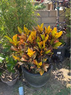 Croton  with large pot