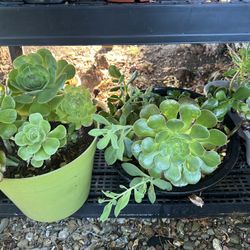 Beautiful Succulents 