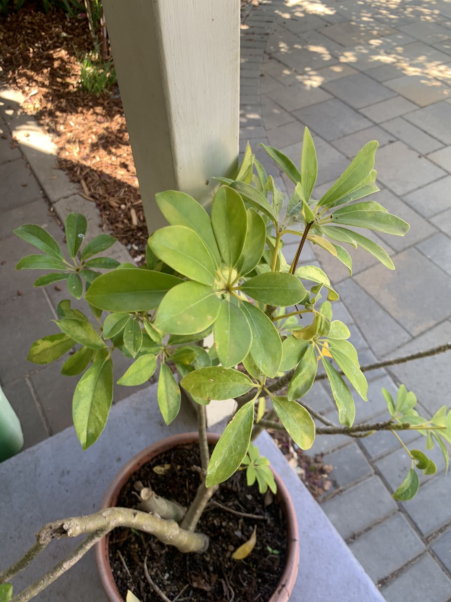 Plant For SALE