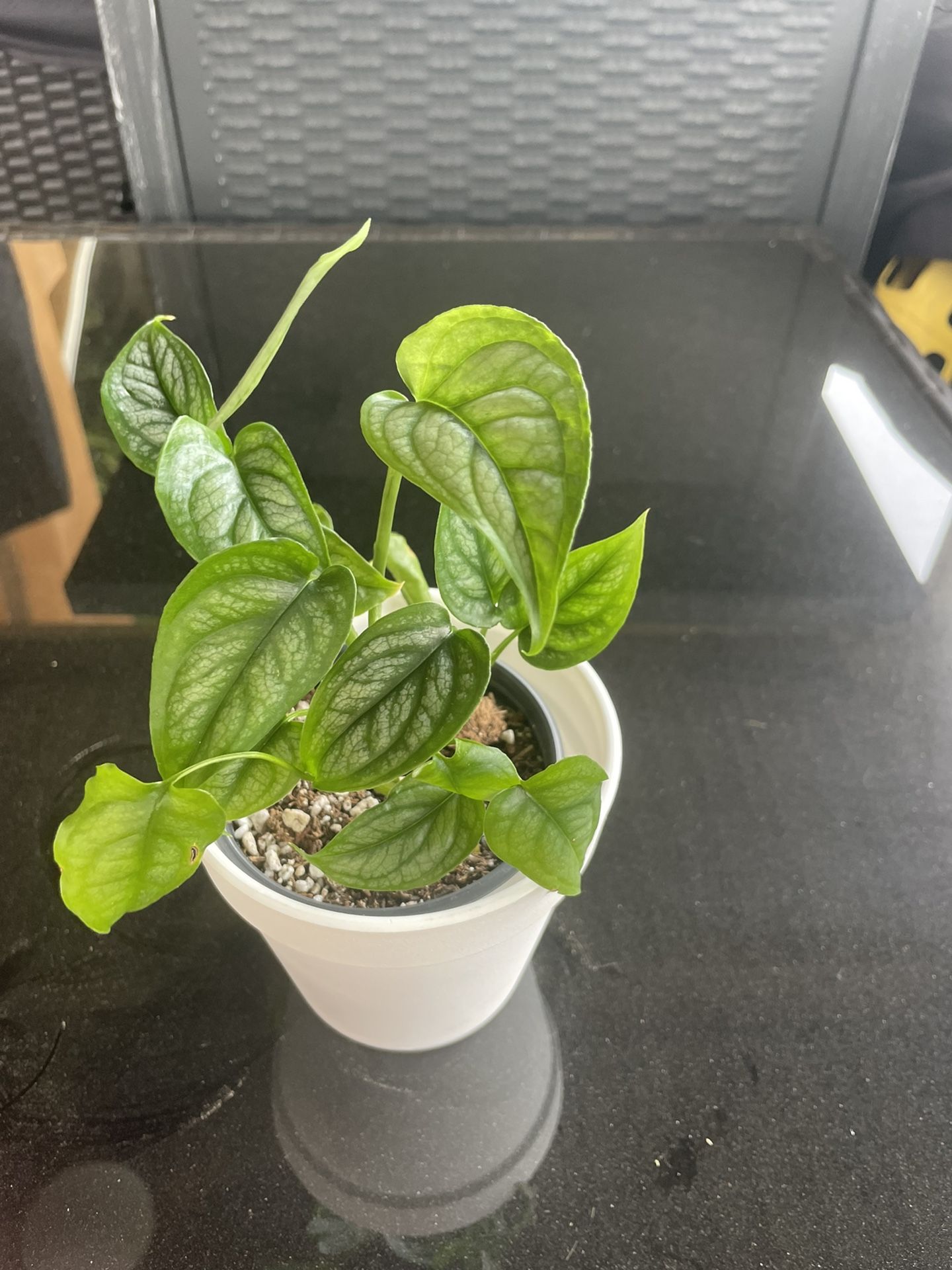 Monstera Siltepecana