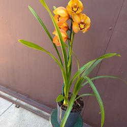 cymbidium orchid $38 each 