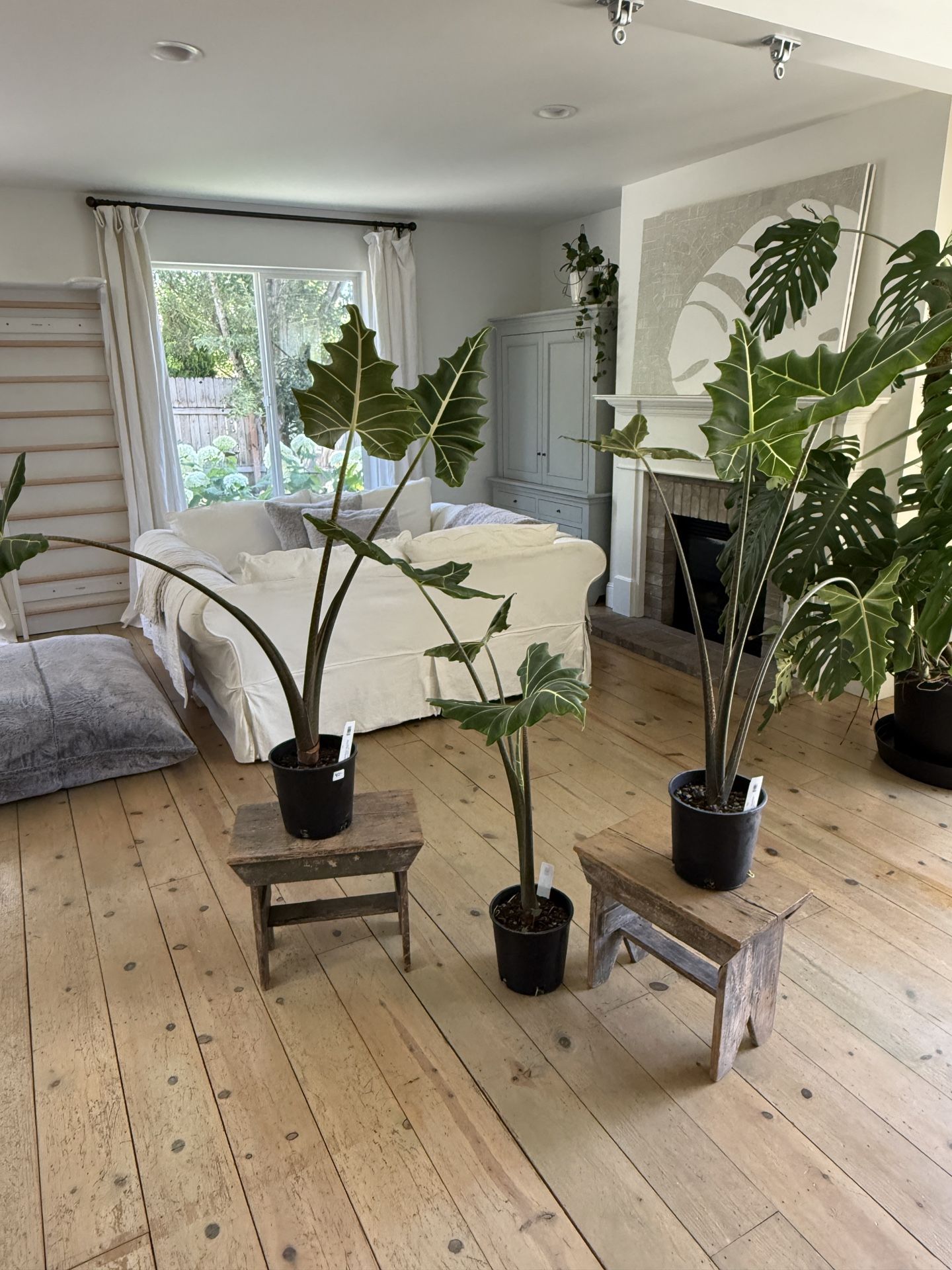 Alocasia ‘Sarian’ – Massive Statement Plants! (Qty: 4)