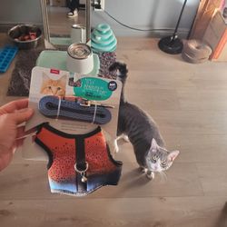 Kitten Harness