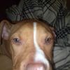 Mezzy
