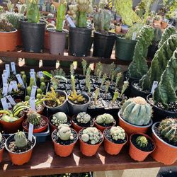 Walk-in Only Rare Cactus Imported $30 Up To $$$