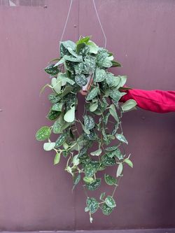 6” scindapsus silver satin