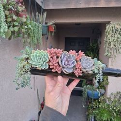 Glass Bottle Succulent Arrangement $35
