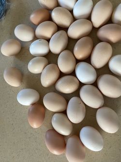 Fresh laid eggs!! Trade or barter