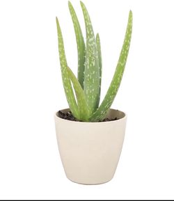 Aloe Zavila