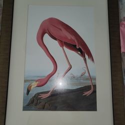 Flamingo Print, Solid Wood Frame.50.