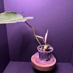 Philodendron Painted Lady Cutting 