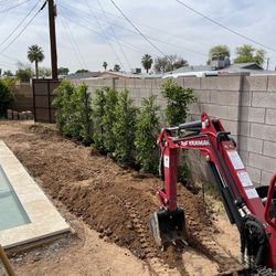 Ficus Sale!! 15 Gallon 