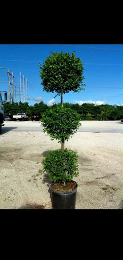 Topiary triple..$40 each many available