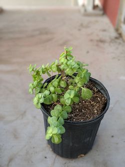 Elephant bush plant