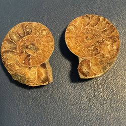Ammonite Fossils