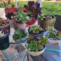 Succulents in various pots