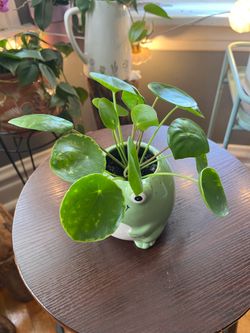 Pilea , Chinese money plant 🪴 2 disponibles , $15 cada una .