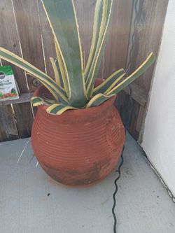 Outdoor Pot N Plant