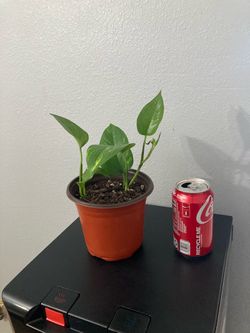 Pothos Plant in Plastic Nursery Pot