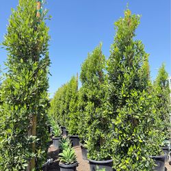 Ficus