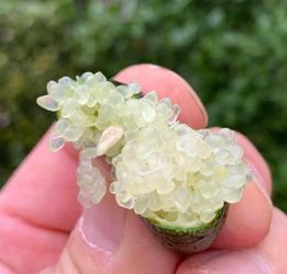 Finger limes