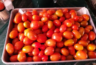 Tomates Cherry cosechado en mi jardín..