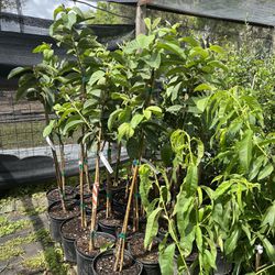 Peach Olive Ruby Guava Barbados Cherry Trees 