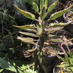 Calanchoe