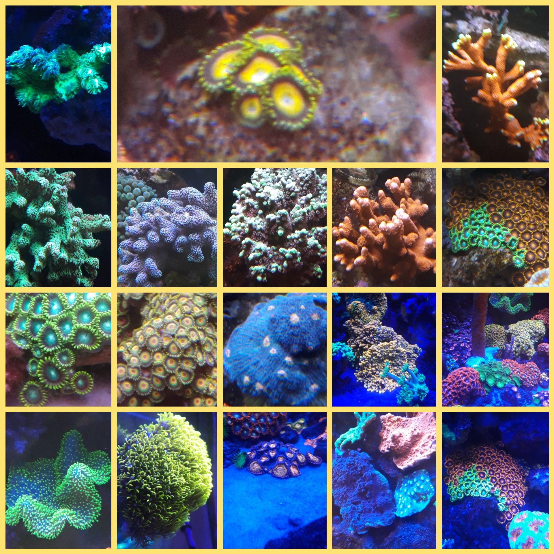 Coral frags