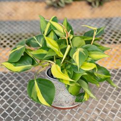 Lush Trailing Philodendron Brazil Plant/ House Plant/ Indoor Plant Flower Patio Garden 