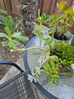 I Have Jade And Other Succlants See Pics!