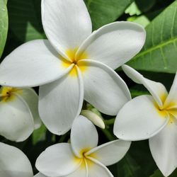 White Plumeria
