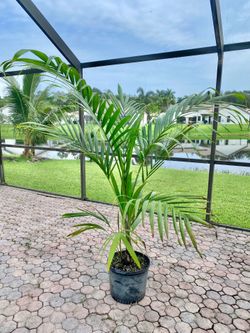 Dictyosperma album var rubrum, Red Princess, hurricane palm