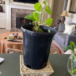 Beautiful Decor Plant