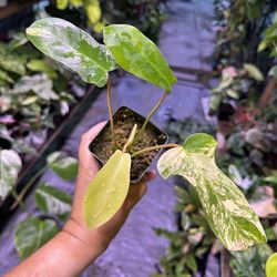 4” Philodendron Florida Beauty