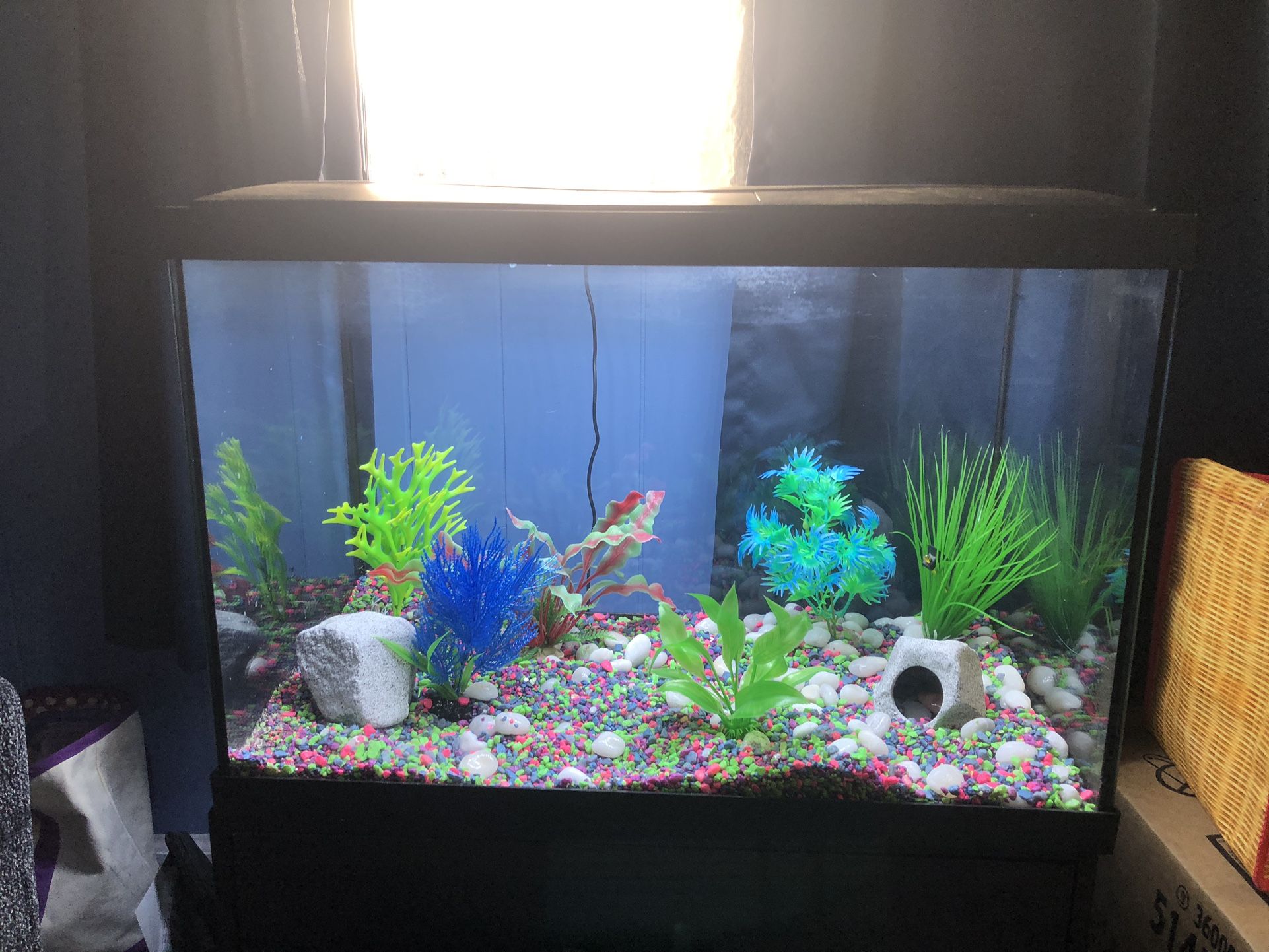 20 Gallon Glass Fish Tank
