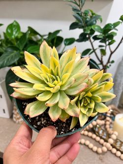 Imported Korean Echeveria Succulent cluster