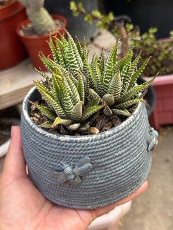 Zebra Haworthias
