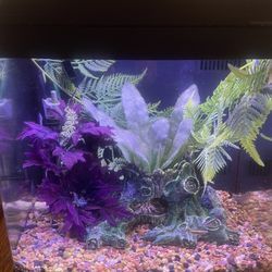 12 gallon Desktop Aquarium