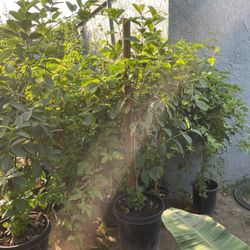 Thai Guava