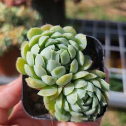 Beautiful Succulent Plant