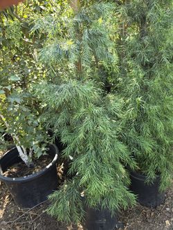 Podocarpus 