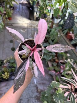 4” pink Princess philodendron