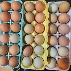 Fresh Eggs For Sale