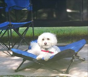 Shakespeare Portable elevated pet cot - M size