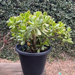 Jade Succulent Plant 1-2 feet