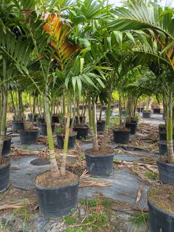 Huge Christmas Palm tree Instant privacy hedge for fence