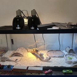 Fish / Lizard Tank 