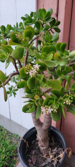 Jade Plant Over3ft Tall Blooming