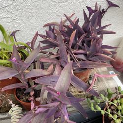 6in Pot Tradescantia Purple Heart Plant